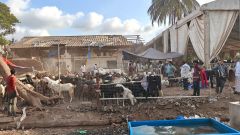 Goats, qurbani banned in Mira Bhayandar housing societies as civic body passes resolution
