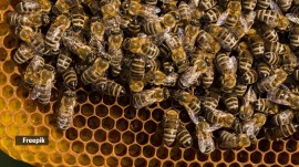 The colony's estimated population is equivalent to more than 200 honeybee hives