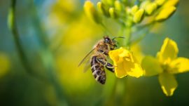 bees