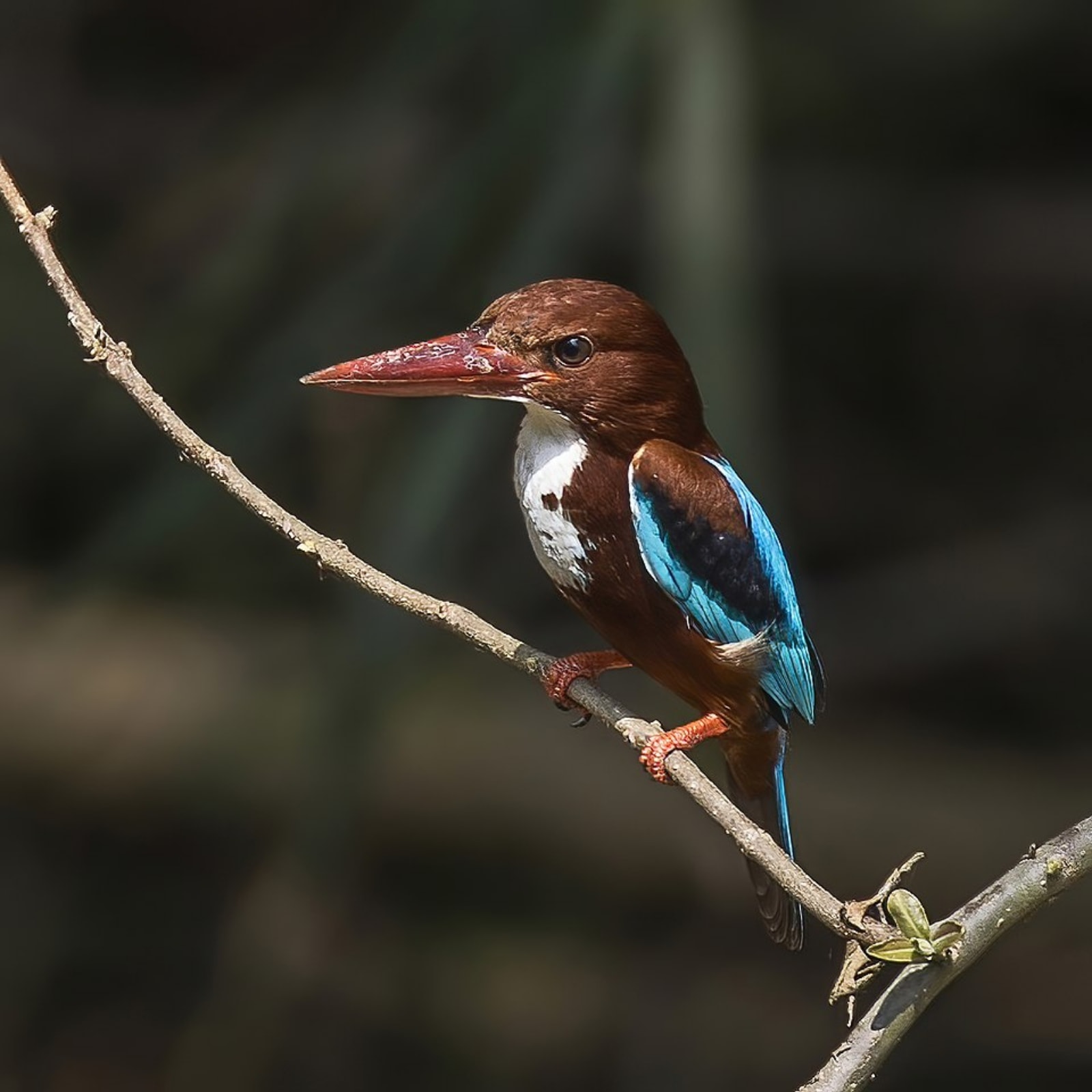 White-throated kingfisher 