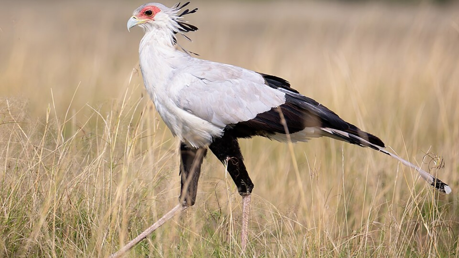 Fearless birds that hunt deadly snakes