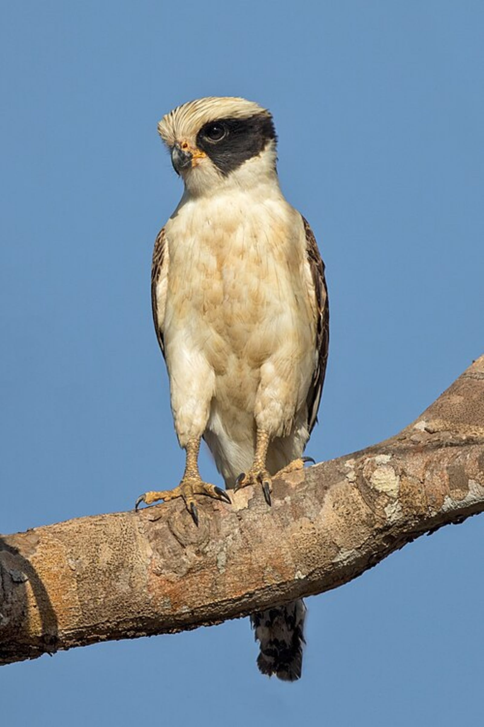 Laughing falcon