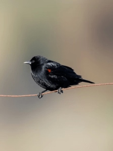 Bird Species That Don’t Sleep at Night
