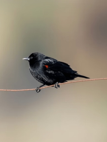 birds