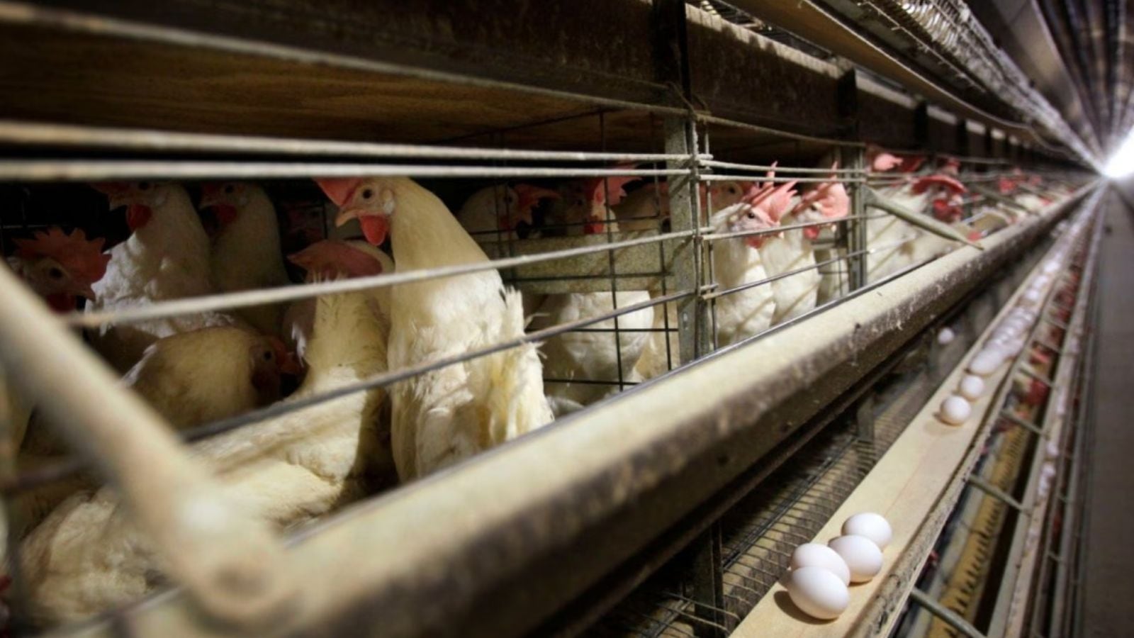 Bird flu outbreak in Maharashtra: How does it infect humans and why experts are on alert