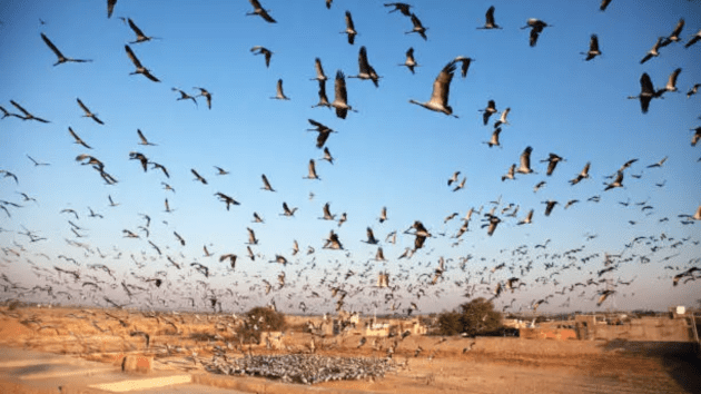 birds