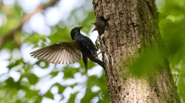 birds