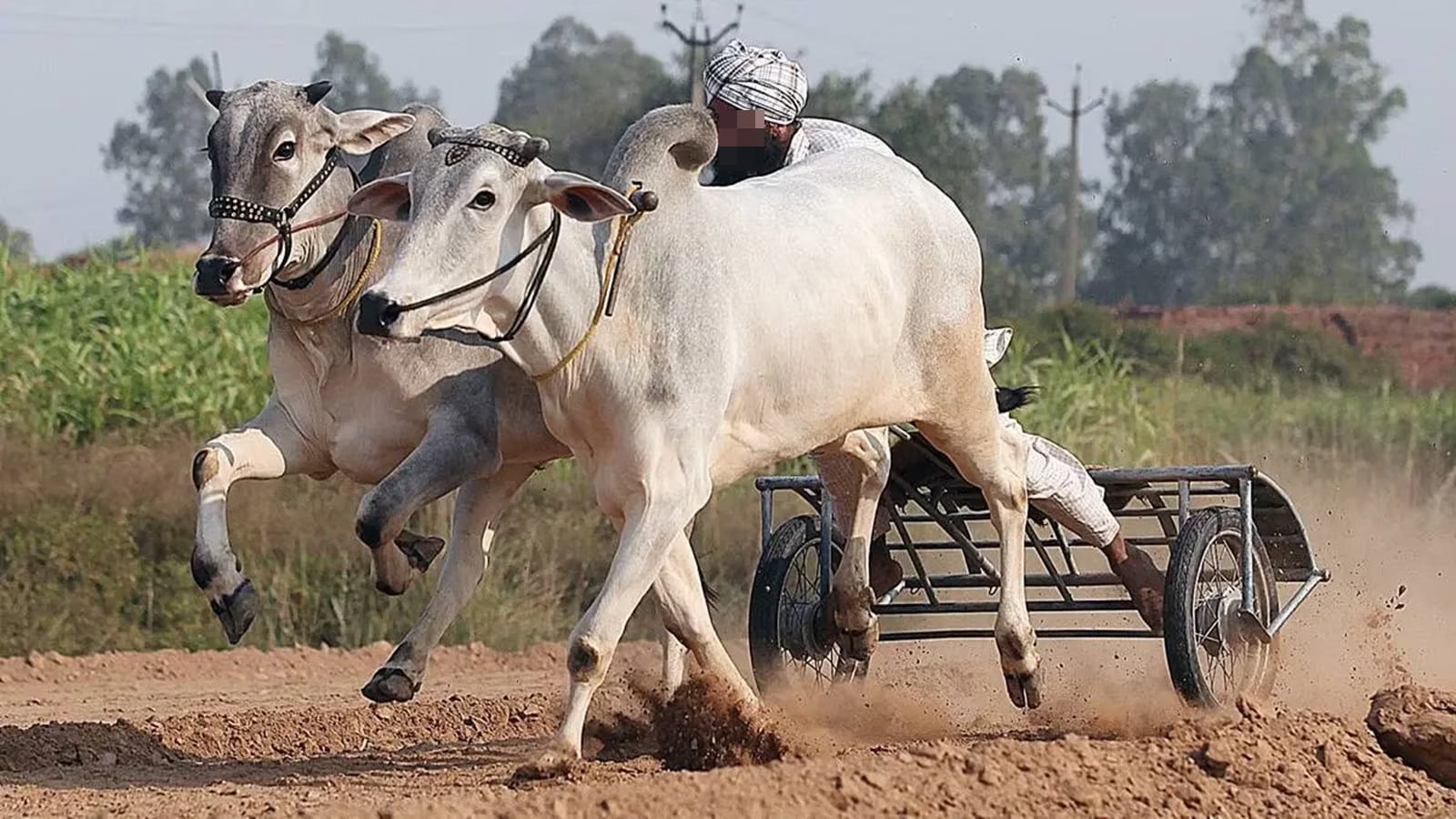 Pune: 35 year old man dies after being hit during bullock cart race