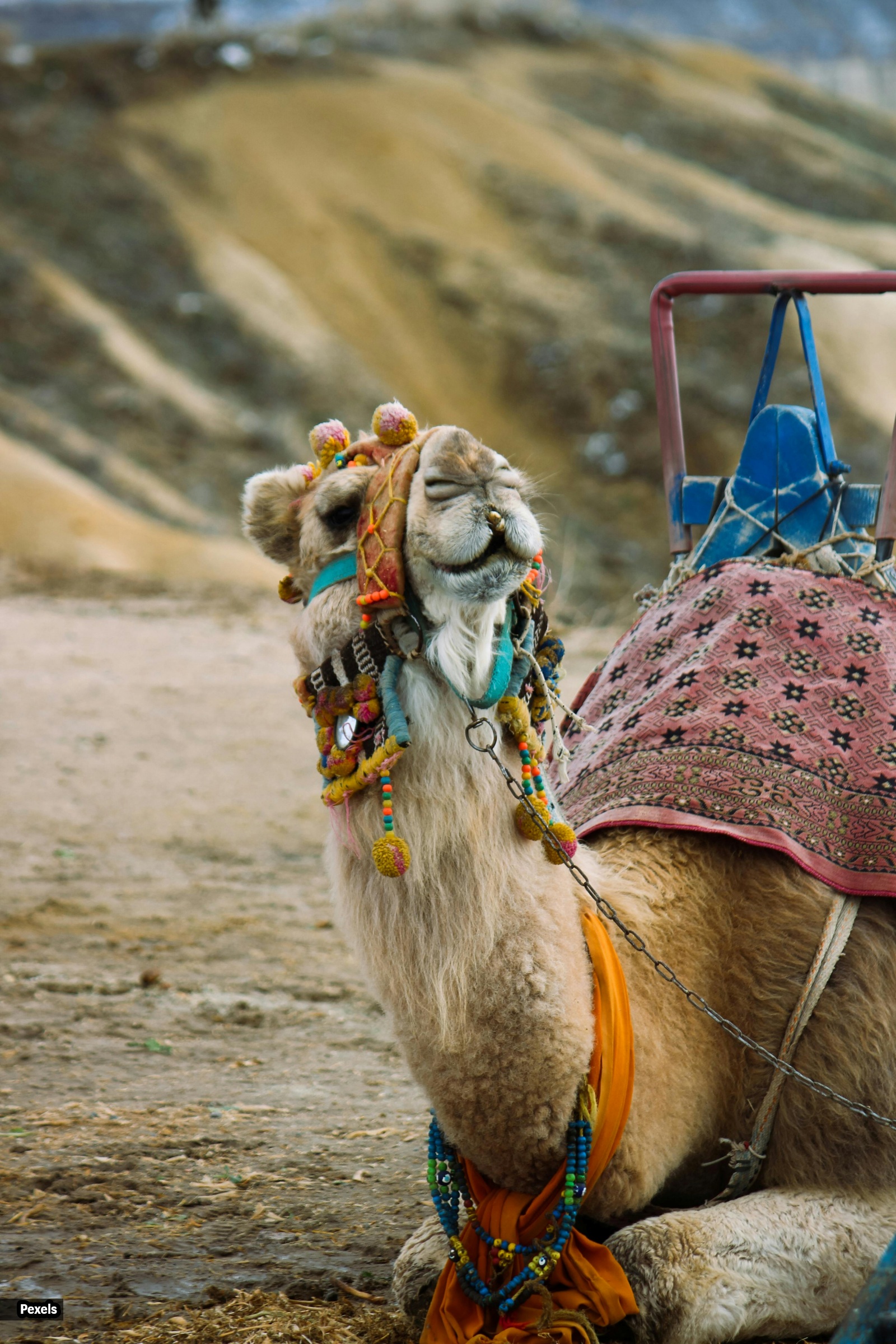 camel