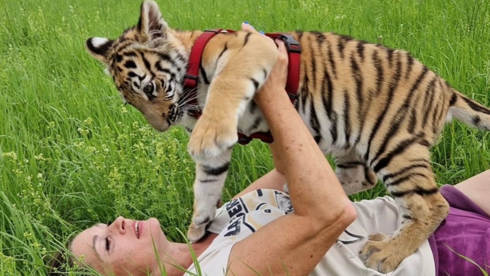 The Illusion of the Backyard Apex Predator