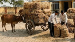 Bareilly BEO sparks row with fodder collection order to school teachers, later says it's 'voluntary'