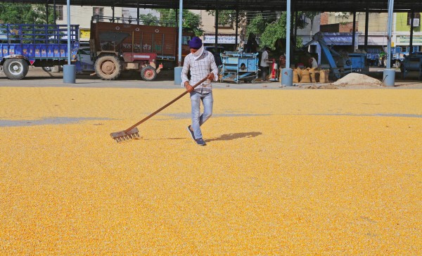 Punjab maize