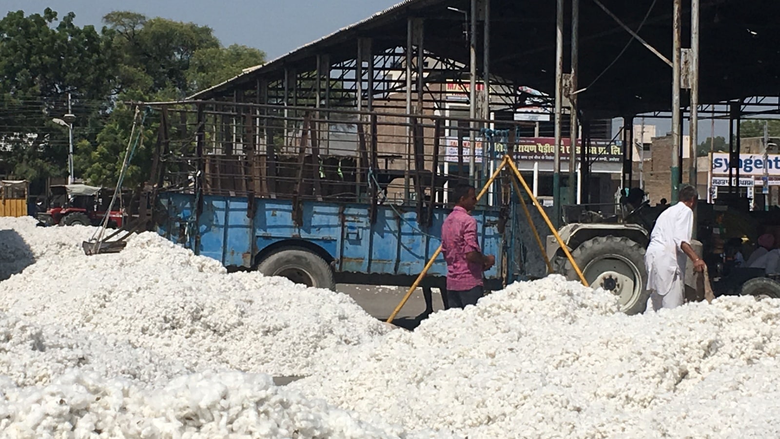 Govt nod to Rs 5,659 cr for five-year mission to increase cotton yield
