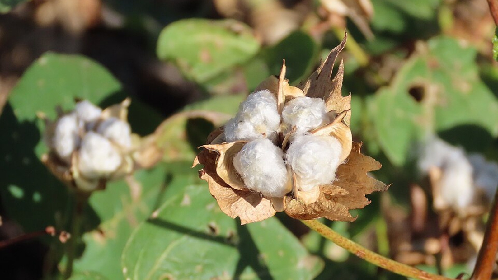 cotton