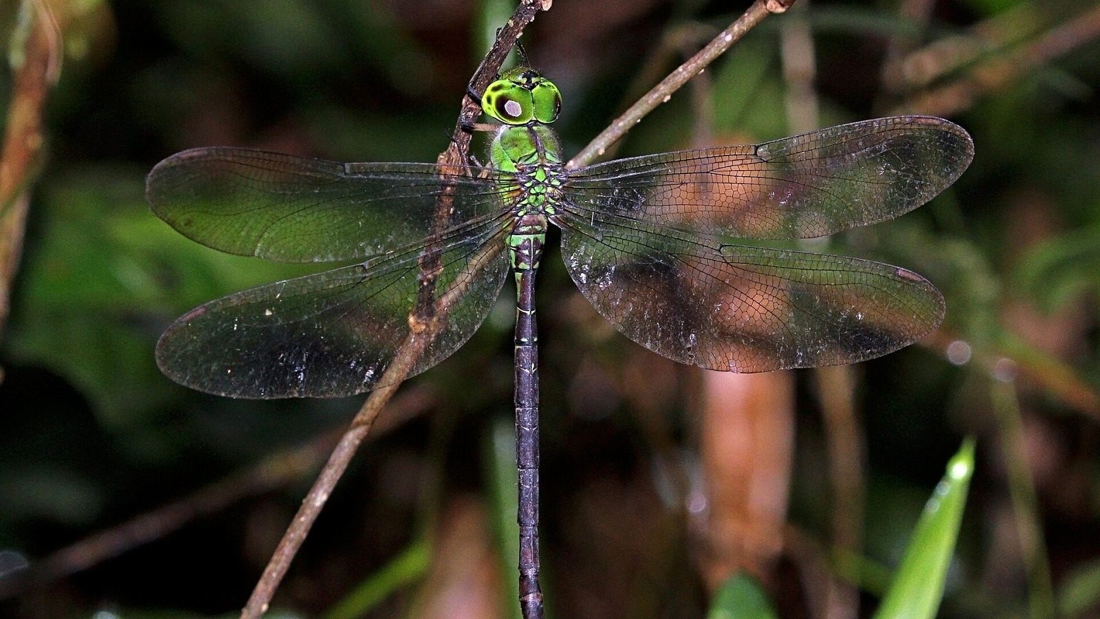 Lost for 110 years, this rare dragonfly has reappeared in India | Pets-animals News