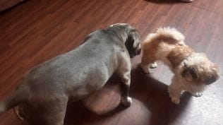 Dogs
