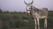 World Donkey Day Special Meet The Intelligent Animal Often Overlooked 