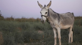 donkey