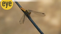 dragonfly_!600 eye ranjit lal dragonfly