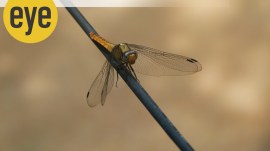dragonfly