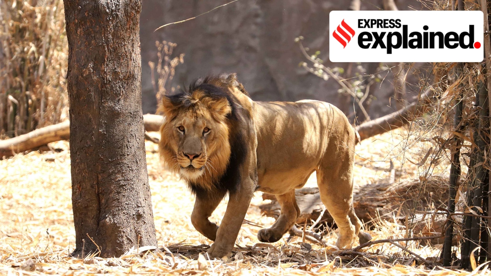 Lions have died in Gujarat’s Gir due to a suspected infection. An Expert Explains why this isn’t an emergency