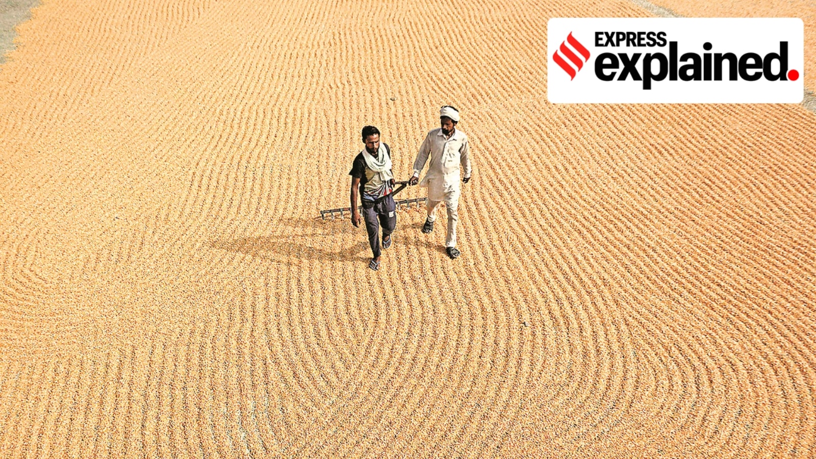 Why Punjab’s Rising Spring Maize Cultivation Worsens Groundwater Crisis