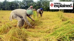 Punjab’s paddy dilemma: Save groundwater or preserve soil health?