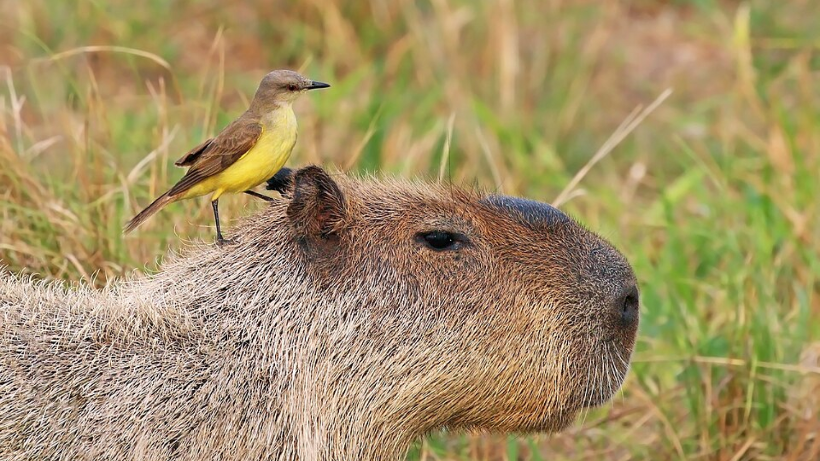 Everything You Didnt Know About Capybara