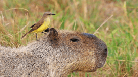 animals