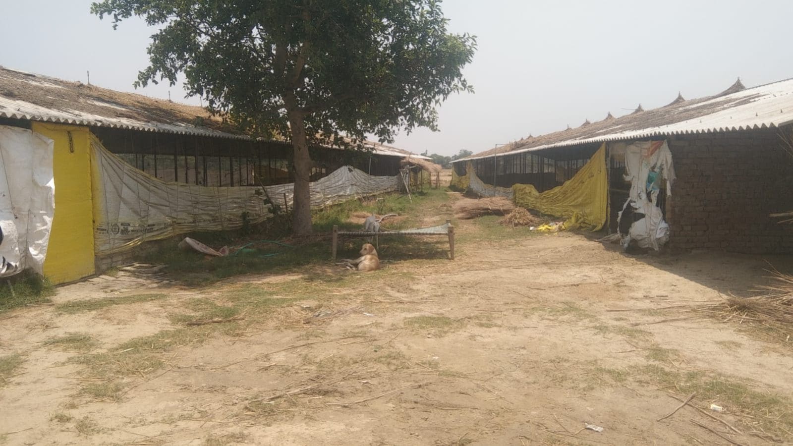 140 chickens die due to ‘loud music’ in UP: DJ arrested, 15 notices issued
