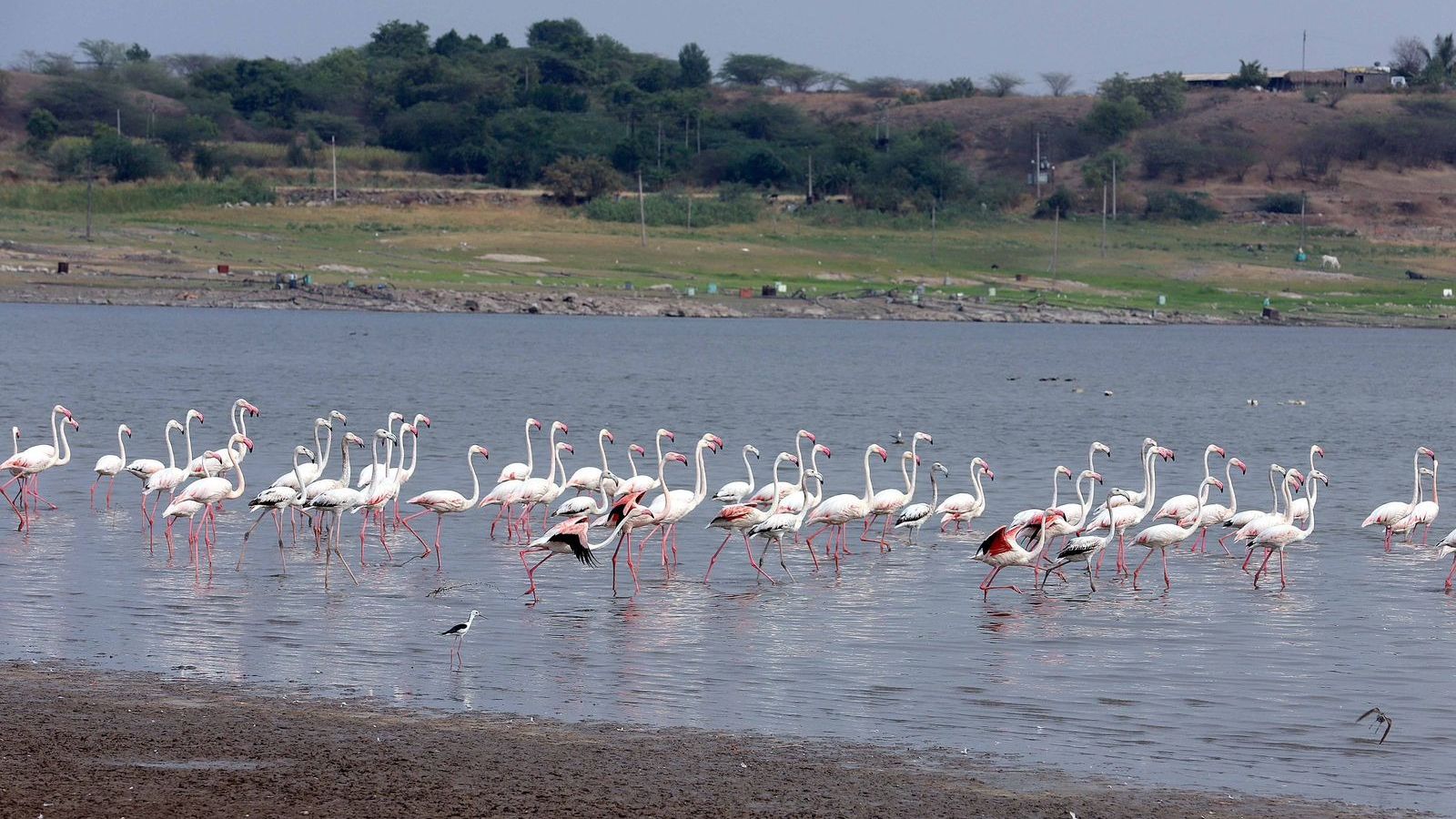 Beyond the City: How flamingos turned a forgotten Pune village into a thriving tourism hub