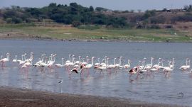 flamingos, Pune, maharashtra