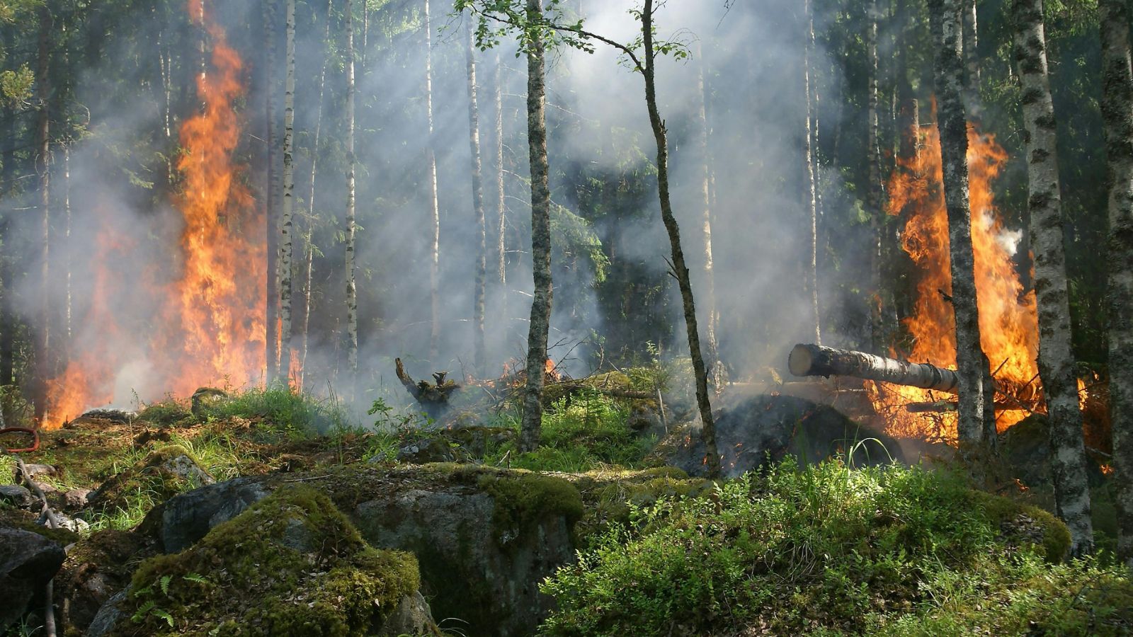Multiple fires break out in forests, fires break out in forests, Multiple fires break out in forests near Kasauli, fires break out in forests near Kasauli, Kasauli, Indian express news, current affairs