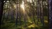 Despite top court raps, Jharkhand does not secure Saranda’s prized sal forests, jumbo herds