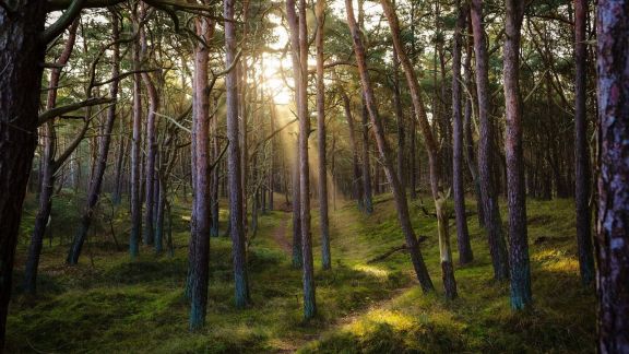 Despite top court raps, Jharkhand does not secure Saranda’s prized sal forests, jumbo herds