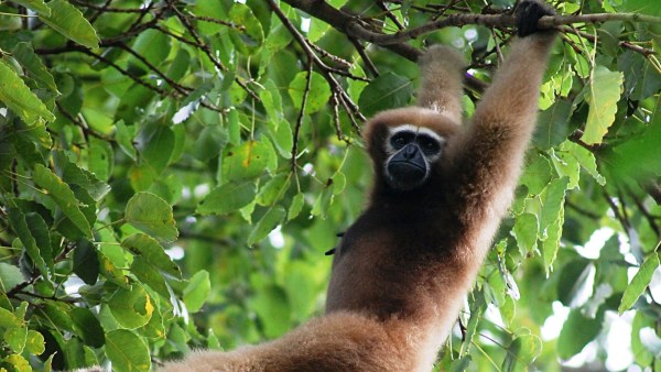 gibbon