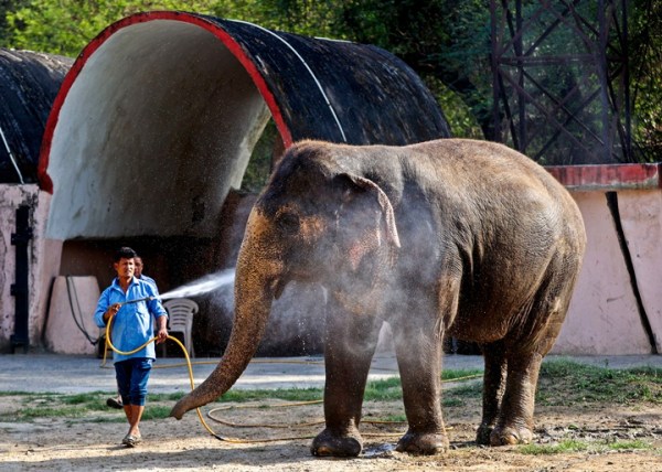 Raj Laxmi the elephant enjoys a shower to beat the heat, at the Delhi Zoo in April 2026. 