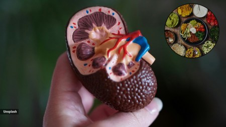 kidney