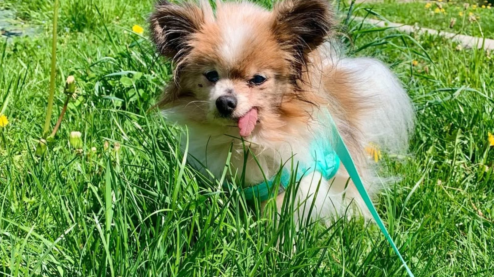 Why We Should Stop Celebrating Canine Longevity Records