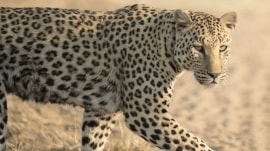 animals