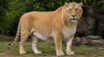 Liger