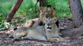 Gir lions
