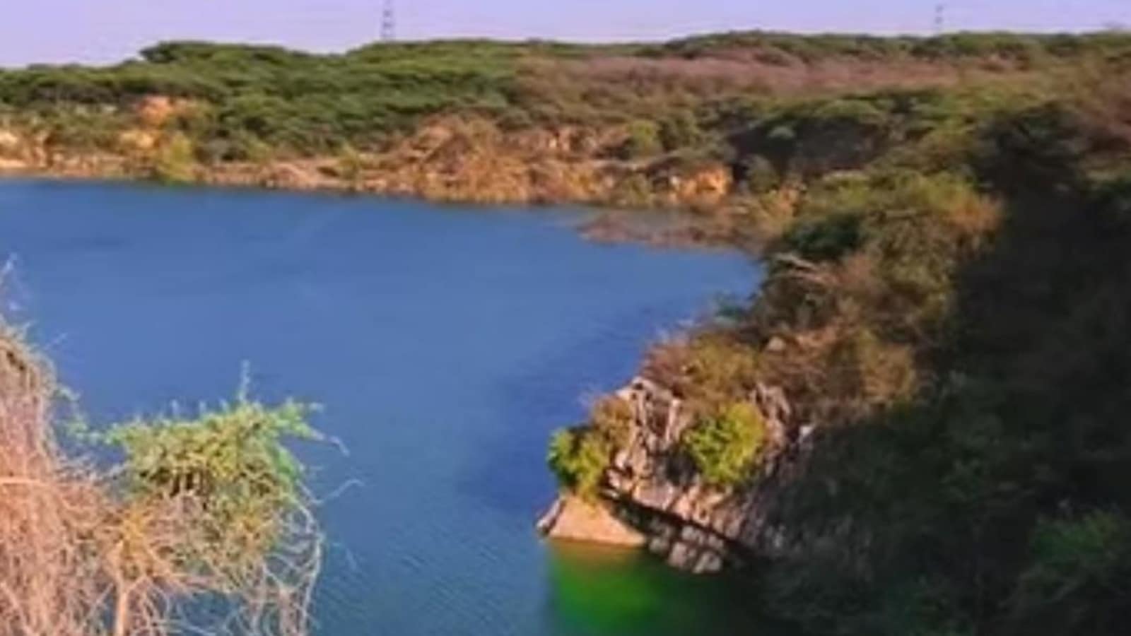 At Delhi’s lone wildlife sanctuary, invasive tree covers 63.48% of landscape