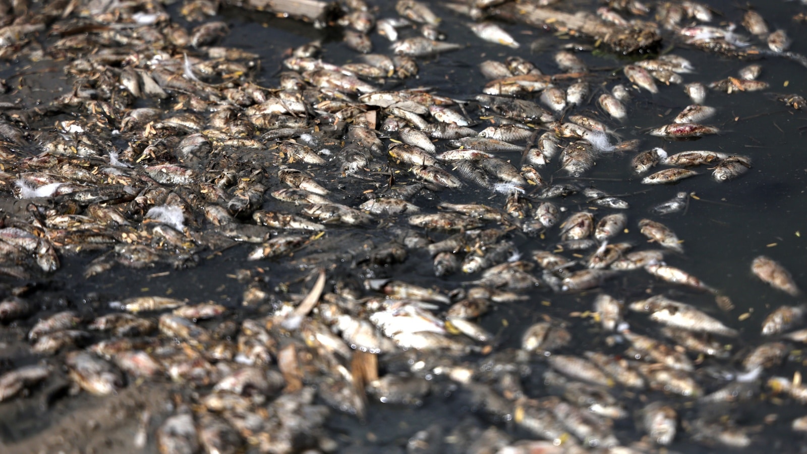 Pipeline under repair, heatwave: Hundreds of fish dead in Sanjay Lake as water recedes