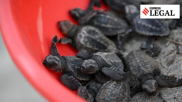 Olive Ridley Turtles