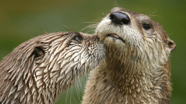otters