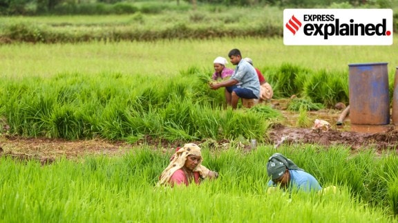 Farmers sowing paddy.
