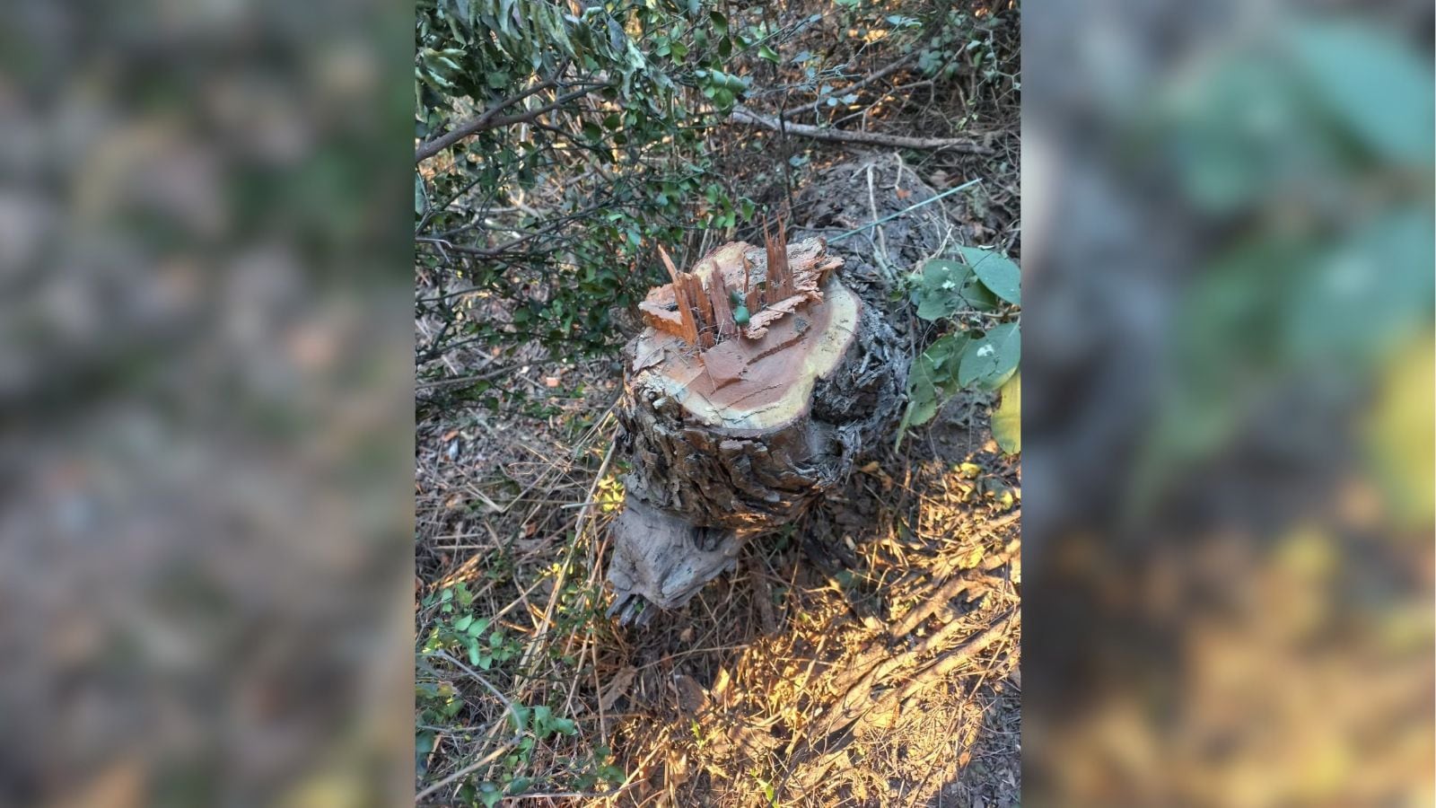 4,400 Khair trees felled illegally in Haryana sanctuaries, inquiry reports confirm