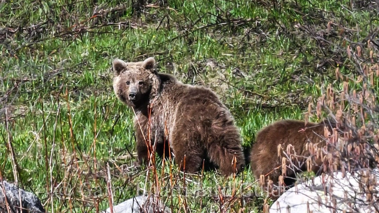 Himalayan bears appear at Rakchham Chitkul Wildlife Sanctuary after 7 yrs