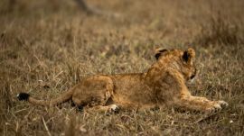 lion cub died